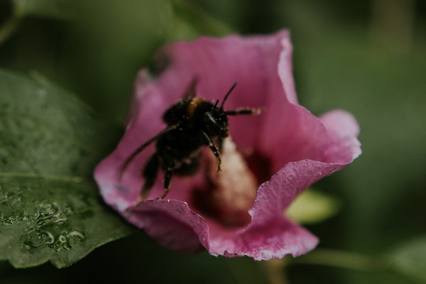 How Can You Naturally Increase Pollination in Your UK Fruit Garden?
