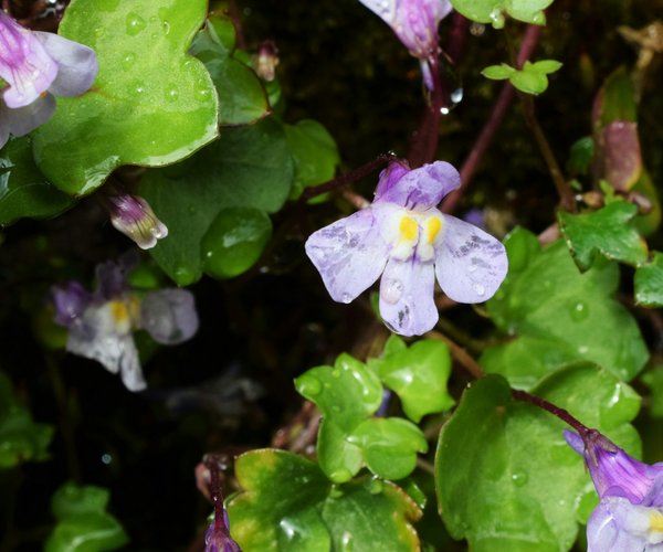 How can you create a cost-effective rain garden in a UK urban setting?